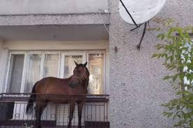 Legyen óvatos! Ha Csobánkán sétál, egy ló zuhanhat Önre