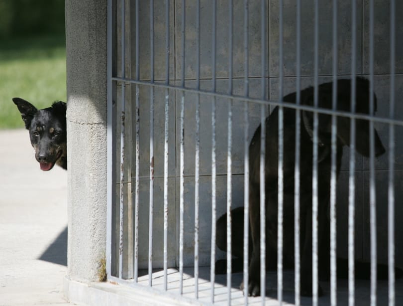 Nem járnak jól az ebadóval az önkormányzatok