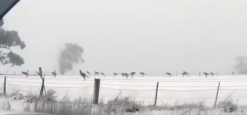 Rendesen meglepődhettek ezek a kenguruk, hogy hóban kell ugrálniuk – videó