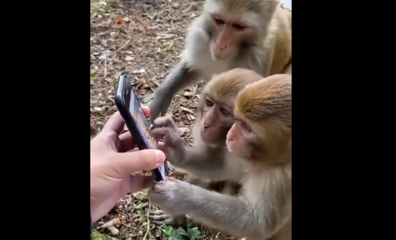 Mutattak egy okostelefont a majmoknak, úgy használták, mintha természetes lenne – videó