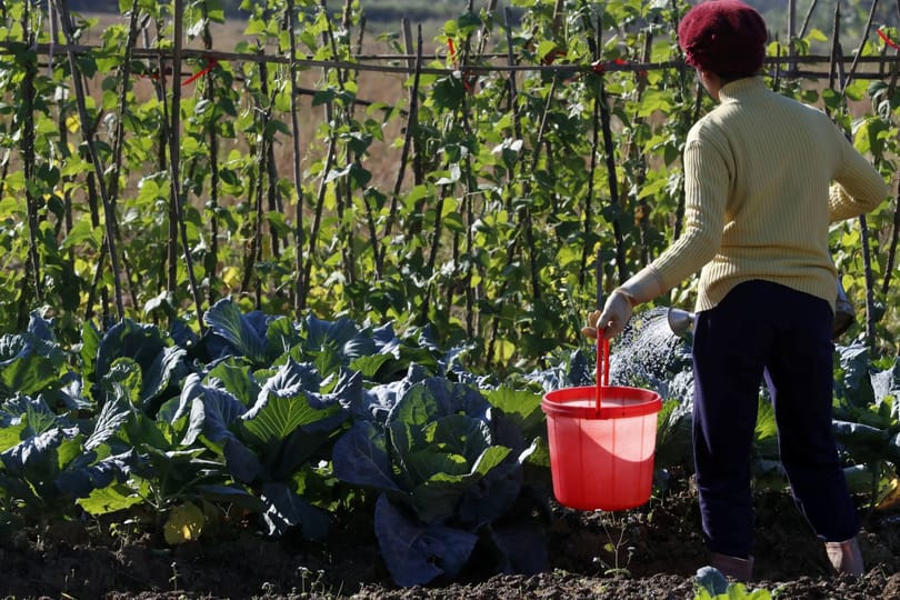 Megszüntetné az agrárkamara a családi gazdaságokat