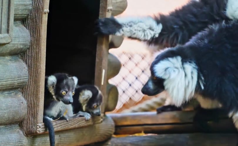 Videón a két hónapos varik, a Nyíregyházi Állatpark új lakói