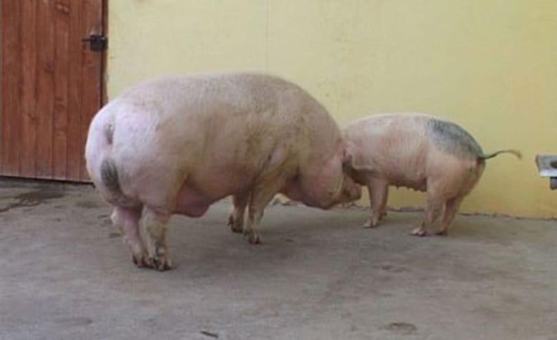 Fotó: 580 kilót nyom egy romániai disznó