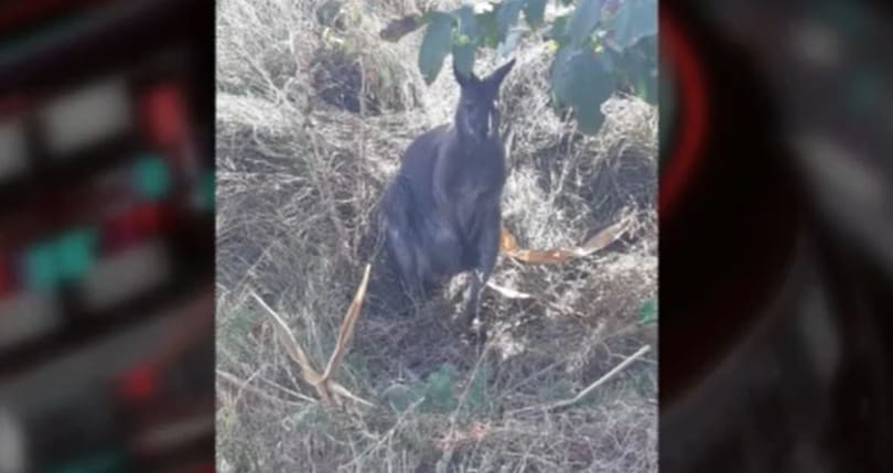 Egy kenguru kóborol a hajdúsági pusztában