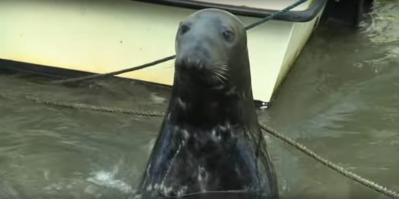 Fókák támadtak egy horgászra, ki kellett menteni