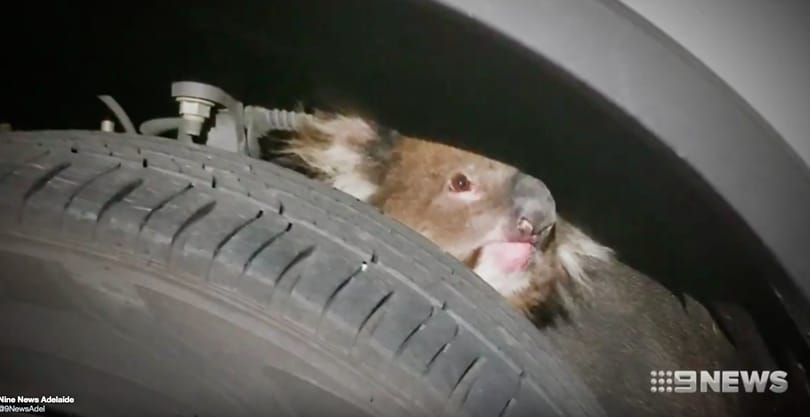 Videó: 16 km-t utazott a felfüggesztésbe kapaszkodva a koala, mire a sofőr rájött, hogy valami nem stimmel