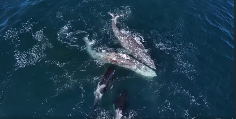 Bálnákat támadott meg egy csapat kardszárnyú delfin – videó