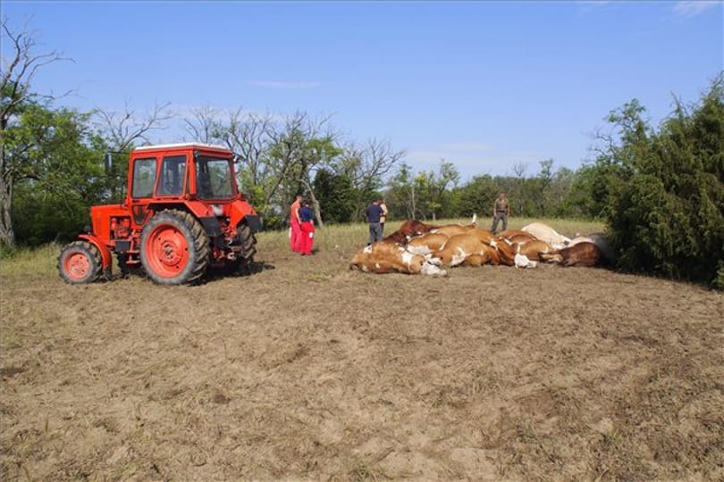Villám csapott egy marhacsordába (fotó)