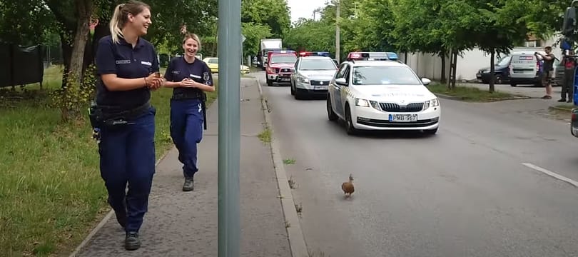 Videó: Rendőri felvezetéssel kísérték a kőbányai tóhoz a megmentett kacsacsaládot