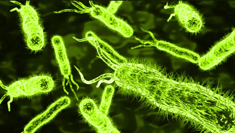 A hátsókertben találták meg a csoda-antibiotikumot
