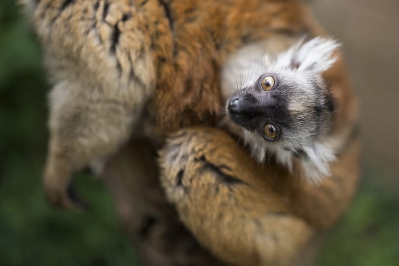 Fotók: Még egészen döbbenten figyeli a világot a kismaki Nyíregyházán