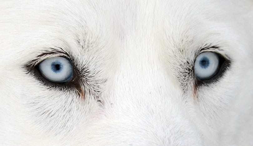 Vasvillával szúrták fejbe az alig öt hónapos huskyt