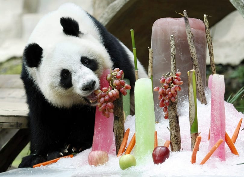 Fél évig ünneplik majd a legidősebb panda születésnapját Kínában