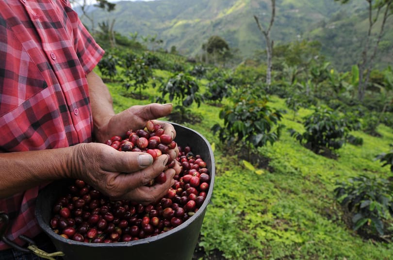 A Nespresso bejelentette, hogy 2 éven belül karbonsemleges lesz minden csésze kávéja