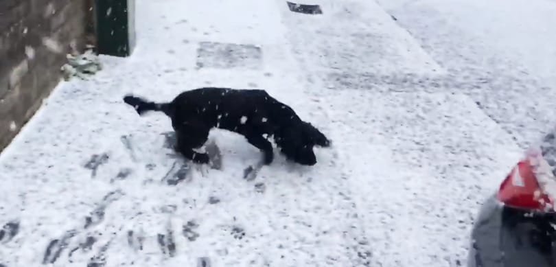 Először lát havat a kutya, a lelkesedése pedig elképesztő – videó