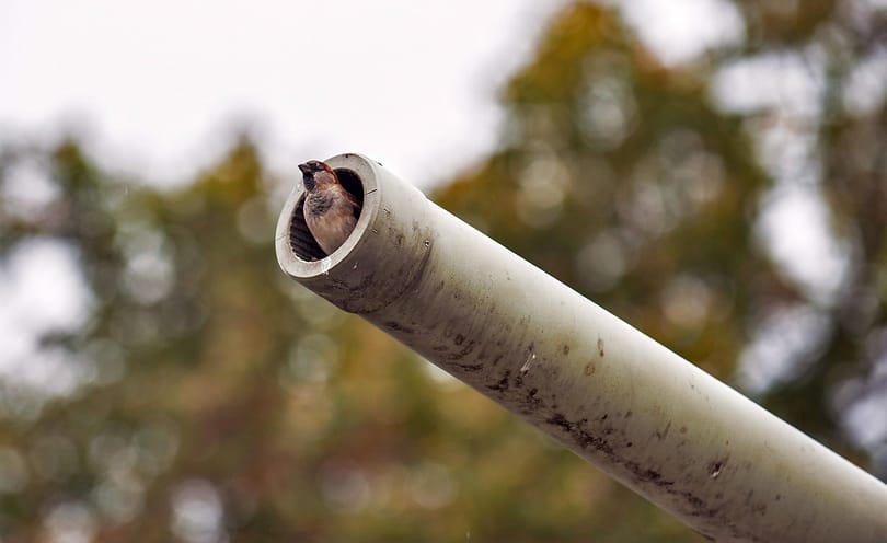 Meglepő eredményt hozott a verebek 12 évig tartó megfigyelése