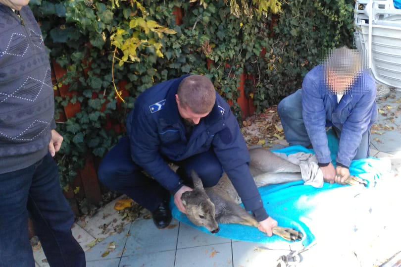 Őzet mentettek medencéből a rendőrök - képek