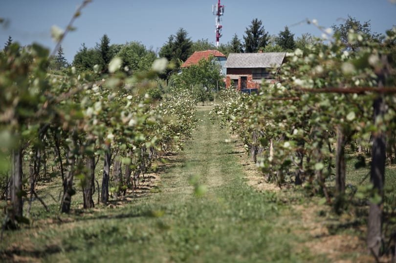 A becsehelyi magyar kivi nem olyan, mint a magyar narancs