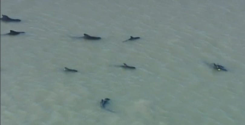 Videó: tömegével vetődtek partra delfinek Floridában