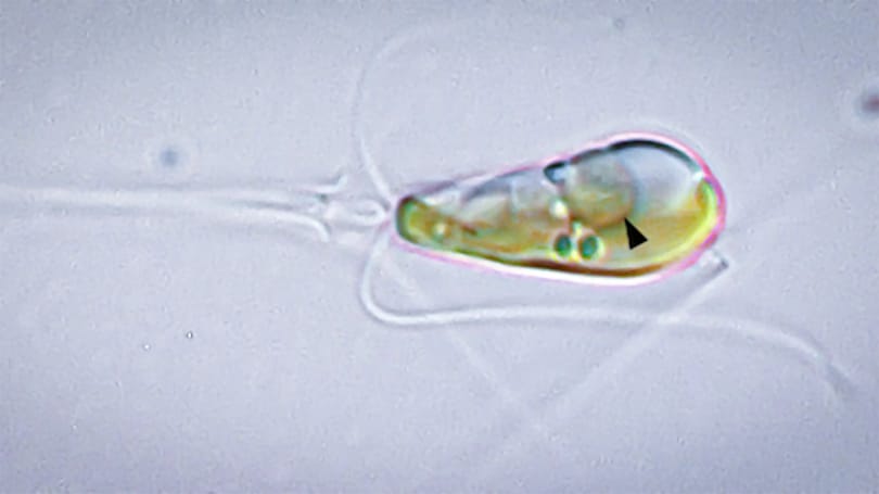 Egymilliárd évente egyszer csinál ilyet az evolúció, a tudósok pont végignézték