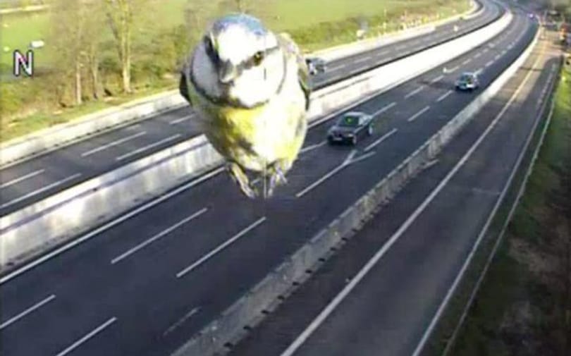 Kismadár trollkodta meg az egyik brit traffipaxot