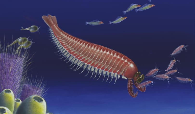 Megtaláltak az állati evolúció egyik hiányzó láncszemet