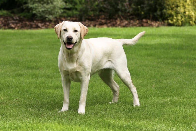 Találtak egy közös gént a hízásra hajlamos emberekben és a labradorokban