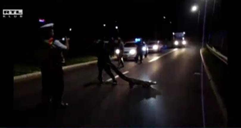 Aligátort találtak az út közepén Hatvanban – videó a befogásról