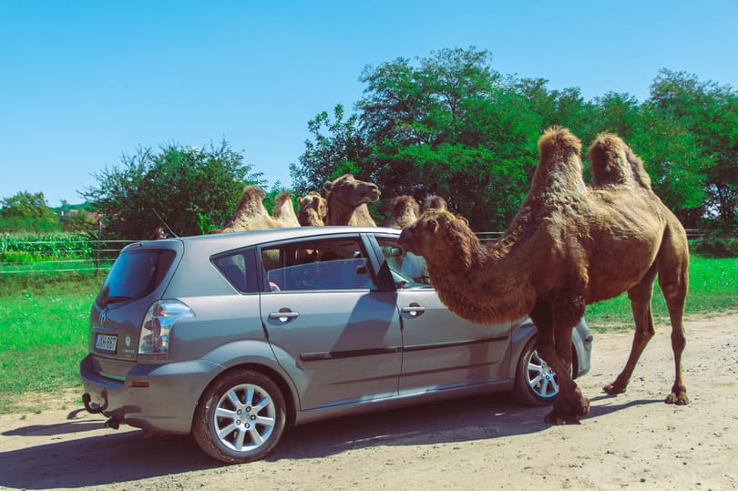 Újra megnyithat az egyetlen magyar autós szafaripark, csak máshol