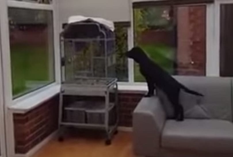 Ugató papagáj idegesít halálra egy labradort – videó