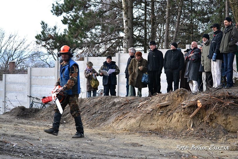 Hiába tüntettek: kivágták egy 150 éves hársfát Piliscsabán