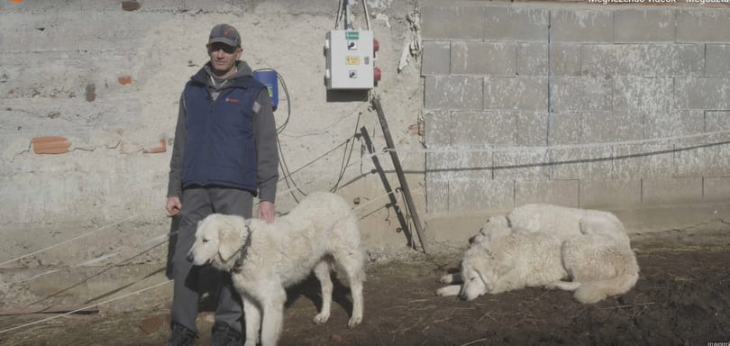 „És akkor farkasüvöltést hallottam, háromszor egymás után”