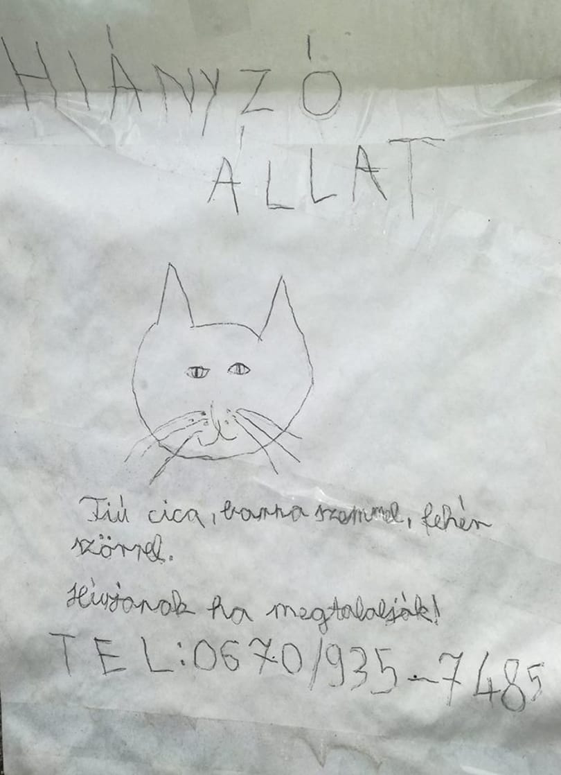 Fantomképpel keresi eltűnt cicáját egy csabai kislány - fotó