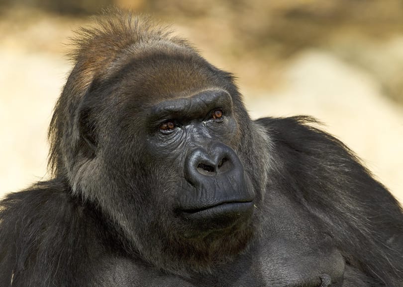 Elpusztult a világ egyik legidősebb gorillája