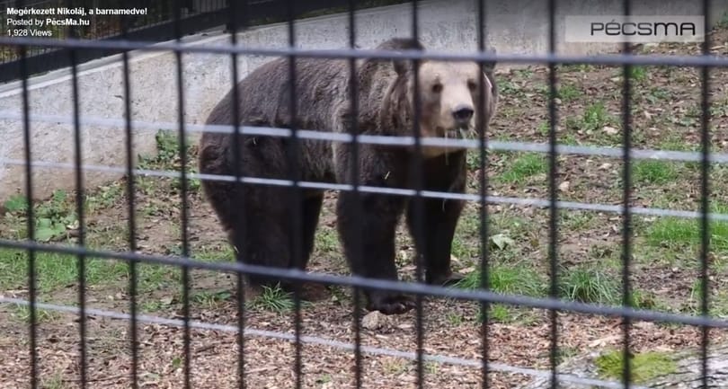 Nagydarab, szőrös és Szófiából költözött Pécsre