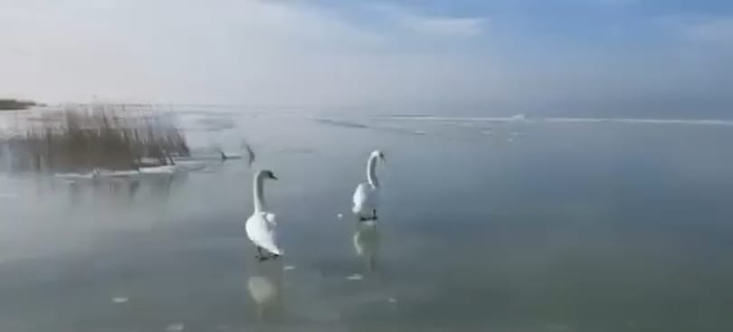 Balatonba fagyott hattyúkhoz riasztották a vízimentőket több helyen is – videó