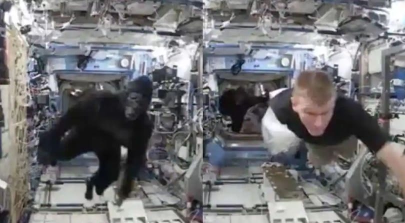 Gorilla az űrben? Fergetes videó terjed a Nemzetközi Űrállomás űrhajósairól