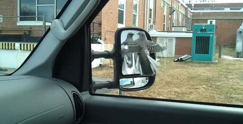 Videó: Kívülről talán még érdekes is, de a madaraknak élet-halál harcot jelenthet egy visszapillantó tükör