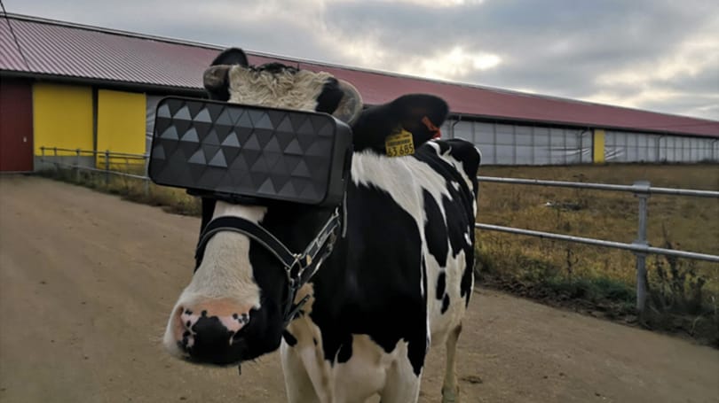 VR-szemüveggel legelnek az orosz tehenek