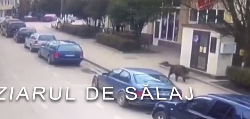 Kitépte a szatyrot egy nő kezéből a városba tévedt vaddisznó - videó