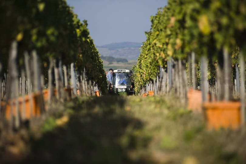 Elfagyott a tokaji szőlő húsz százaléka 