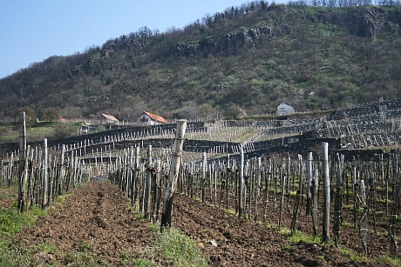 Újabb borvidékeken jelent meg a rettegett szőlőbetegség