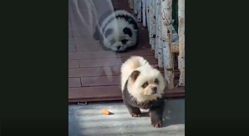 Fekete-fehérre festett csaucsau kutyákat mutattak be pandaként egy kínai állatkertben – videó