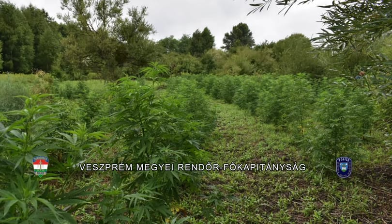 Vadászok termesztették a kannabiszt Devecsernél