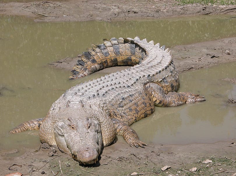 Hétezer krokodil éhezik a maffiaügybe keveredett bankárcsalád farmján
