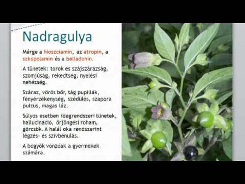 Videó: már a virág szagolgatása is mérgezést okozhat