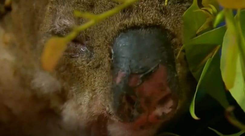 Most már nyugodtan nassol a kórházban a megpörkölődött koala