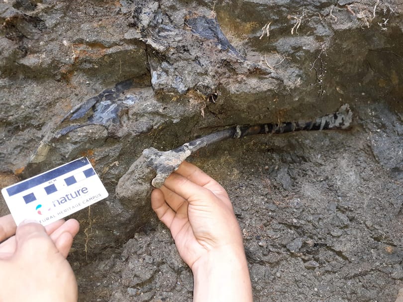 Erdélyben bukkant dinoszaurusz-csontvázakra egy magyar vezetésű kutatócsoport