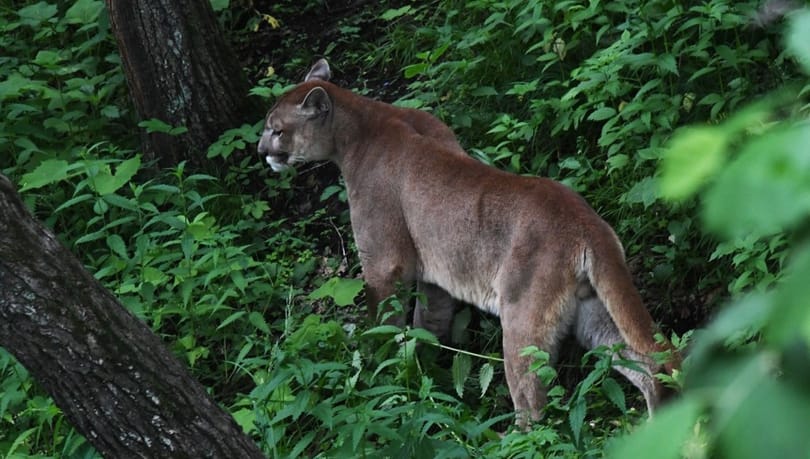 Puma sétált be egy osztályterembe Kaliforniában