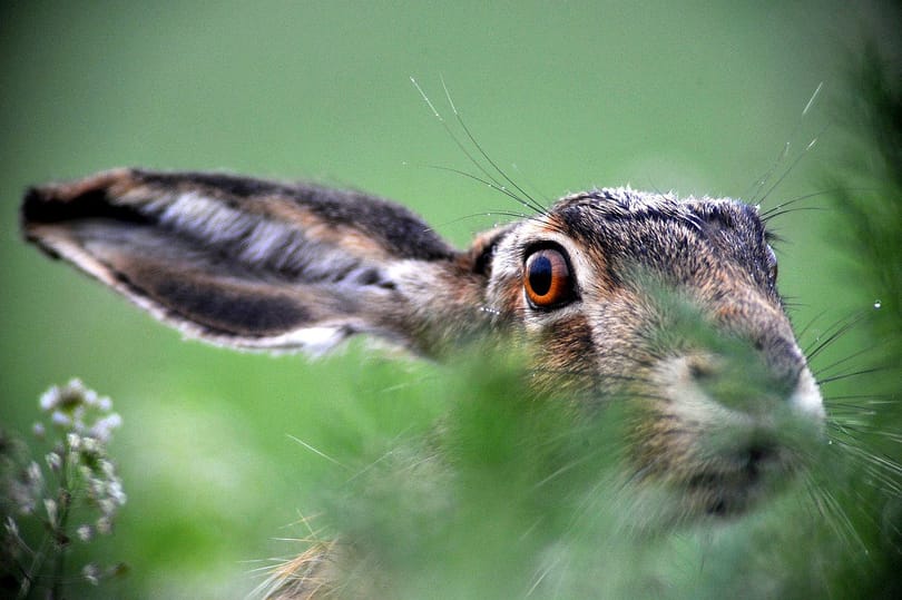 Lefotózták, ahogy parlagi sasra támadt a vakmerő mezei nyúl